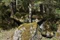 Stones covered with moss in dense forest close to path towards to Murg lakes Royalty Free Stock Photo