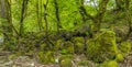 Stones covered with moss in the forest