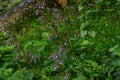 Green leaves, flowers.Image for background.