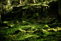 Stones covered in moss