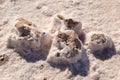 Stones covered by natural pink salt crystals, close up. Salty lake shore background. Royalty Free Stock Photo