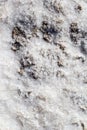 Stones covered by natural white salt crystals, close up. Salty lake shore background.