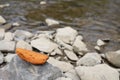 stones of different sizes of light gray color and one bright orange oval stone on the bank of a mountain river. for advertising