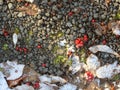 Stones, fallen leaves, and Rowan berries