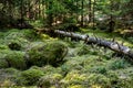 Stones and fallen tree covered with moss Royalty Free Stock Photo