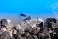 Stones in the famous blue lagoon near reykjavik Royalty Free Stock Photo