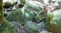 Stones in forest