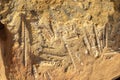 stones with fossils in sandy yellow material. Praia da Luz in the Algarve