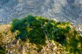 stones with green algae in clear sea water Royalty Free Stock Photo