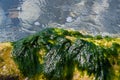 stones with green algae in clear sea water Royalty Free Stock Photo