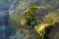 stones with green algae in clear sea water Royalty Free Stock Photo