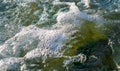 stones with green algae in clear sea water Royalty Free Stock Photo