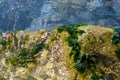 stones with green algae in clear sea water Royalty Free Stock Photo