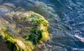 stones with green algae in clear sea water Royalty Free Stock Photo