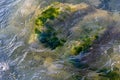 stones with green algae in clear sea water