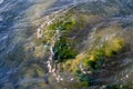 stones with green algae in clear sea water Royalty Free Stock Photo