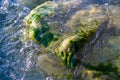 stones with green algae in clear sea water