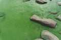 Stones in green water with blooming algae in the sea Royalty Free Stock Photo