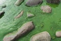 Stones in green water with blooming algae in the sea Royalty Free Stock Photo