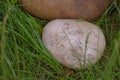 Stones on the green grass close up