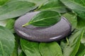 Stones and green leaves