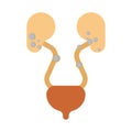 Stones in kidneys. Nephrolithiasis kidney stones disease. Medical Vector illustration