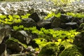 Stones and leaves of wild geranium. Forest background. Up close Royalty Free Stock Photo