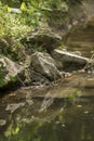 Stones lie on the bank of a stream and are reflected in the water Royalty Free Stock Photo