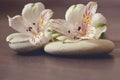 Stones for massage with white flowers of alstroemeria lie on a wooden surface, preparation for spa procedures