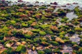 Stones with moss on the beach Royalty Free Stock Photo