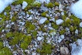 Stones. Moss. Snow. Background. Stones and mosses Royalty Free Stock Photo