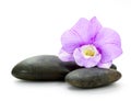 Stones and orchid Royalty Free Stock Photo