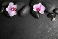 Stones with orchid flowers and space for text on black background, flat lay. Zen lifestyle Royalty Free Stock Photo