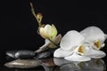 Stones and orchid flowers in water on  background. Zen lifestyle Royalty Free Stock Photo