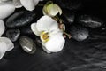 Stones and orchid flowers in water on background. Zen lifestyle Royalty Free Stock Photo