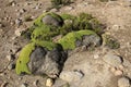 Stones overgrown with green moss