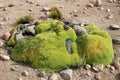 Stones overgrown with green moss