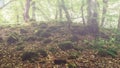 Stones overgrown with green moss in a foggy forest