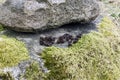 Stones overgrown with moss and black little cones