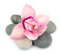 Stones and pink orchid flowers