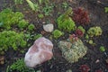 Stones and plants in the garden.