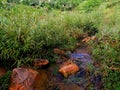 Stones in pond grass water flow forest jungle wild view