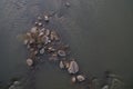 Stones on the Prut River. Stormy current. Royalty Free Stock Photo