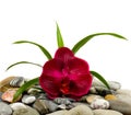 Stones and red orchid Royalty Free Stock Photo