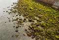 Stones in a river bed with green moss Royalty Free Stock Photo