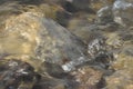 Stones in the river. Fast flowing water. Refreshing mountain river stream. The stream of crystal clear water Royalty Free Stock Photo