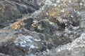 Stones in the river. Fast flowing water. Refreshing mountain river stream. The stream of crystal water. Royalty Free Stock Photo