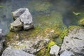 Stones in a river overgrown with moss