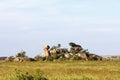 Stones and rocks on endless plain of Serengeti. Tanzania, Africa