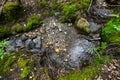 Stones and rocks in river stream in the middle of enchanted forest.